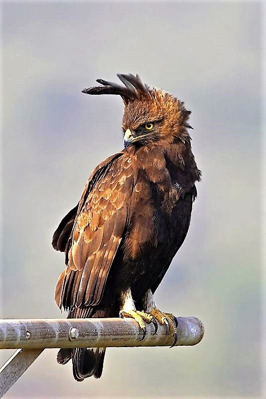 Long-crested Eagle